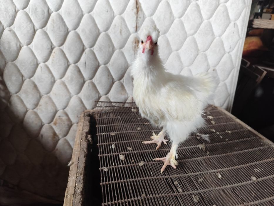 Galinhas coquichos cruzadas