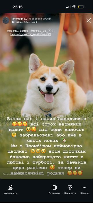 Вʼязка  кобель вельш коргі пемброк