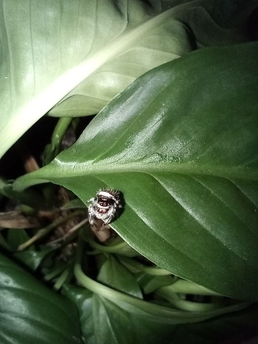 Skakun Królewski Phidippus Regius Lake Okeechobee Samica L5