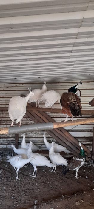 Vendo Pavões de Várias Mutações