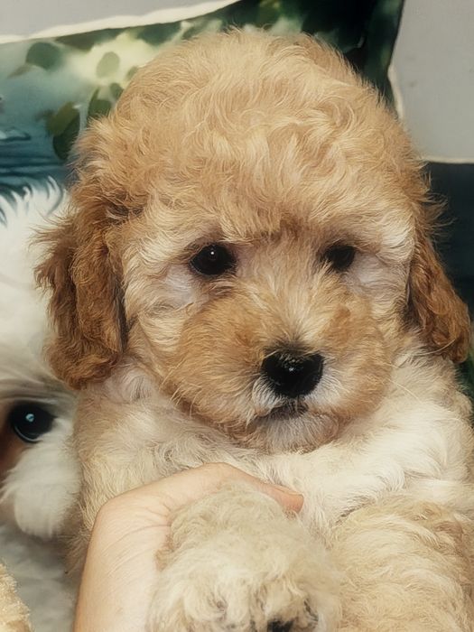 Śliczny piesek Maltipoo