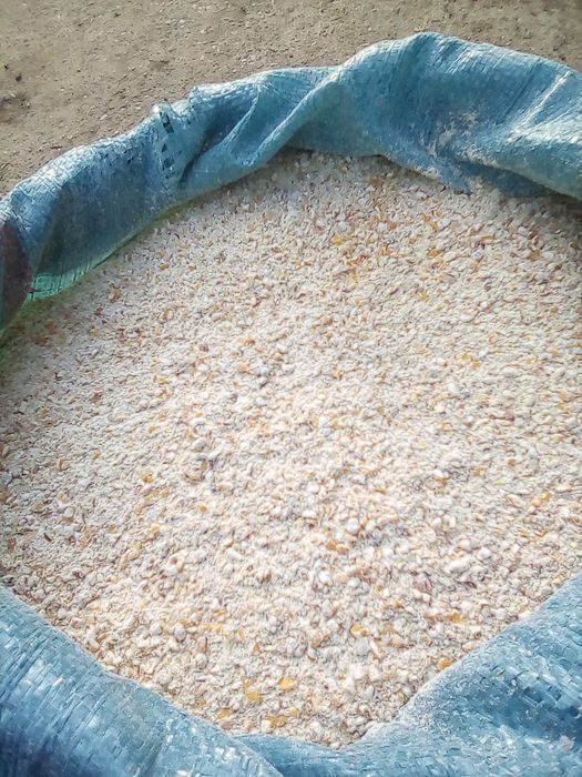 Kukurydza workowana cała lub mielona   worki 25 kg, big bag 1000kg