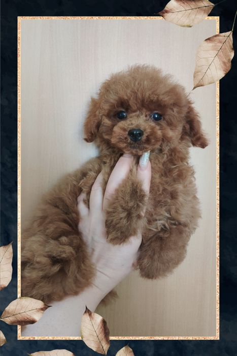 ‼️ТИКАП 5 мес‼️девочка‼️