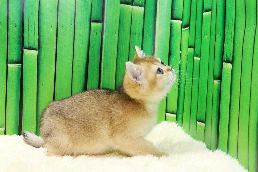 чудесный котик британчик