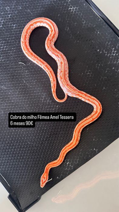 Terrário 30x30x20cm