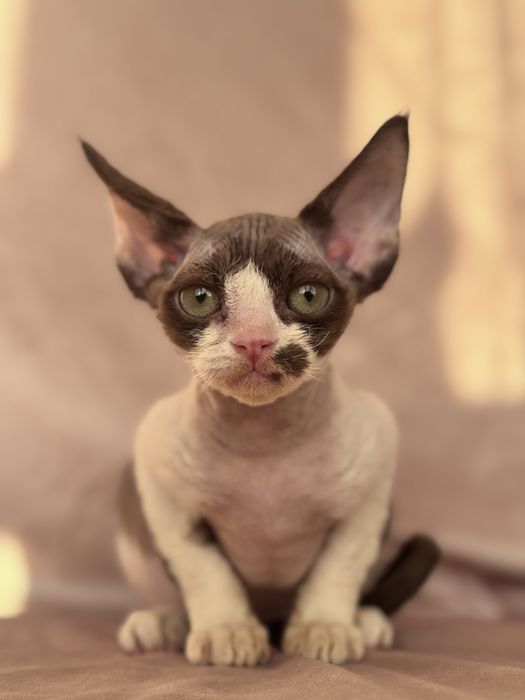 Devon rex kotka czekoladowa