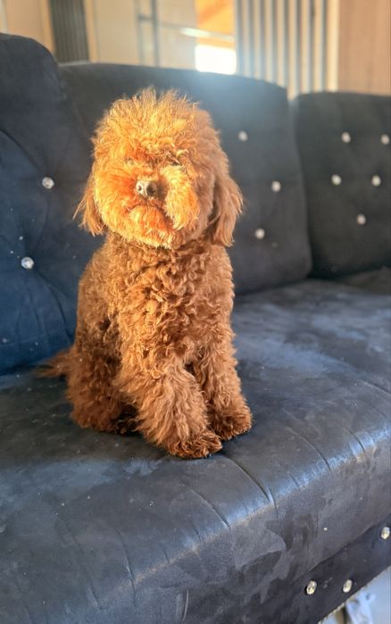 Cokapoo, cocapoo F1 Cookie pudel+cocker spaniel