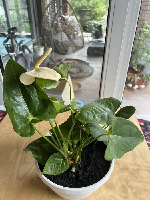 Вазони листяні, цвітучі та кактуси