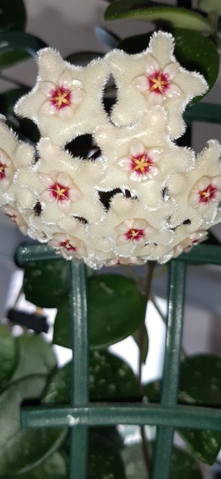 Хойи взрослые растения