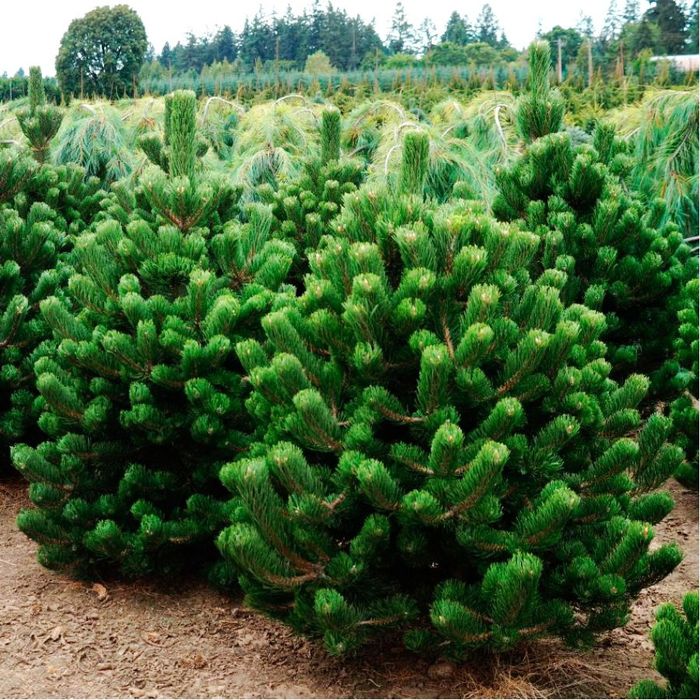 Сосна чорна австрійська