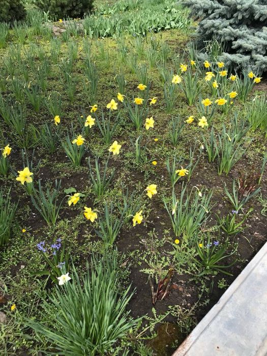 Продам тюльпаны и нарциссы