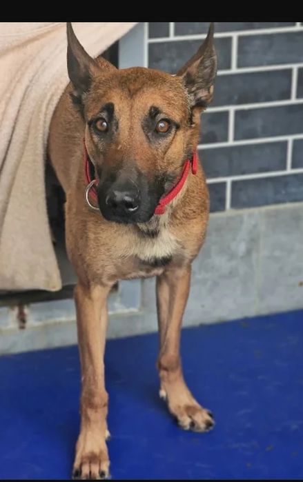 Młoda suczka Falka w typie owczarek belgijski malinois do adopcji!