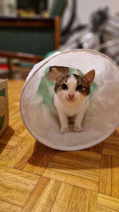 Koci Maluch Tościk do adopcji (dokocenie)