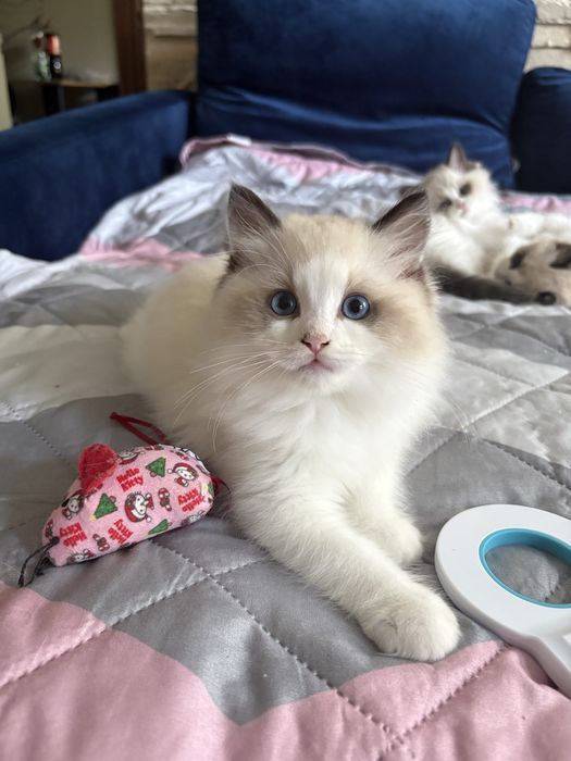 Ragdoll rodowod kot