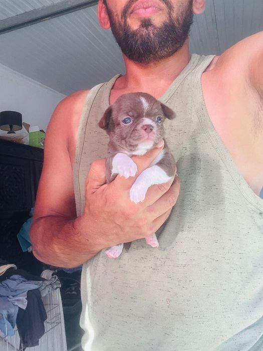 chihuahua miniatura