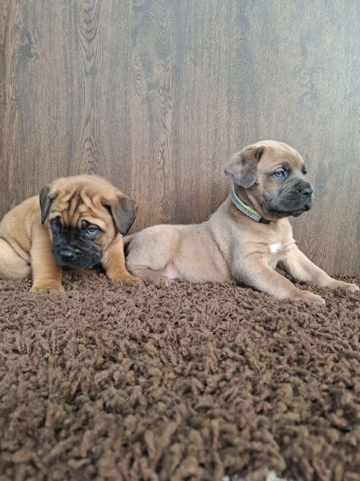 Masywne psiaki cane corso