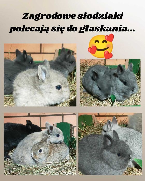 Królik karzełek hodowla