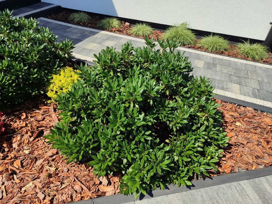 Sprzedam 3 krzewy rodendronów