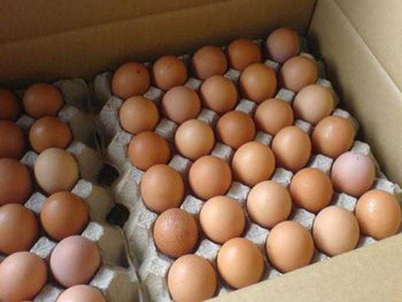 Інкубаційне яйце кросу Райдуга