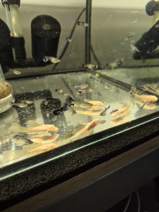 Zbrojniki Złote Weloniaste