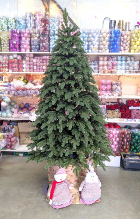 Лита ялинка Королівська