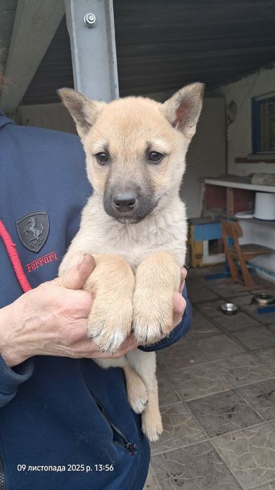 Цуценя дівчинка безкоштовно
