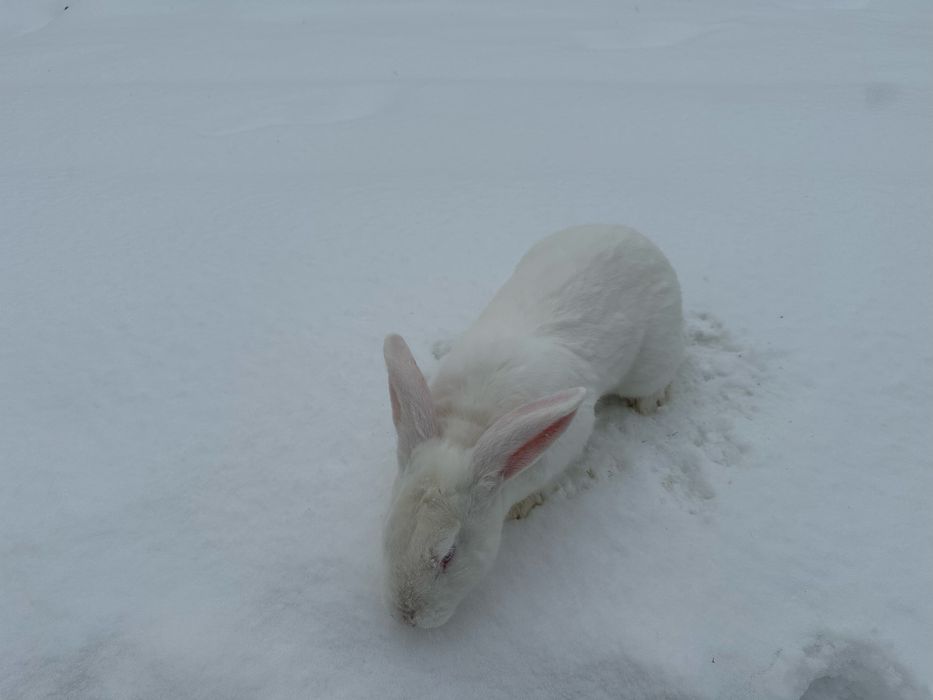 Білий термонський кріль