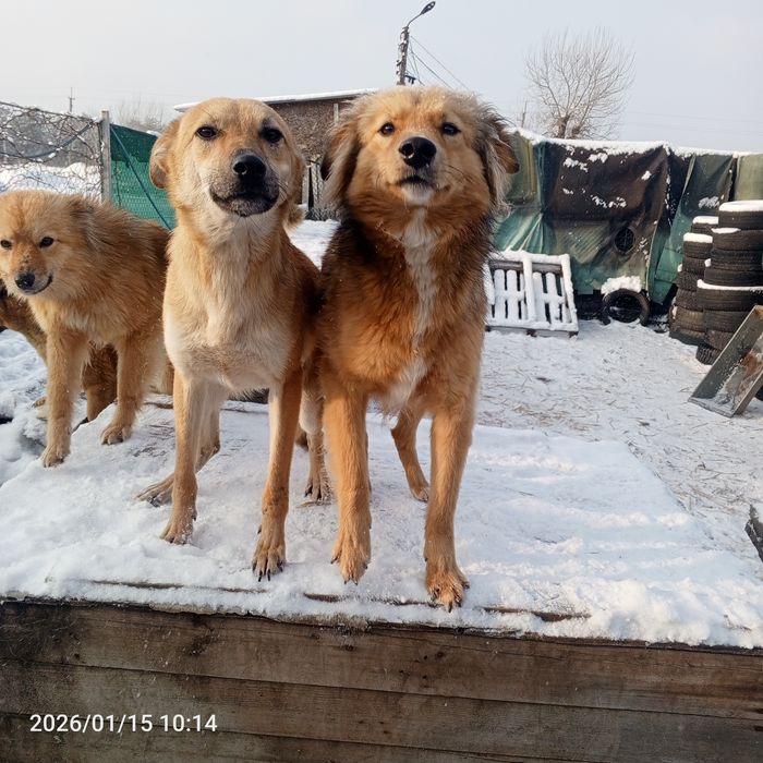 Собаки та Цуценята у добрі руки