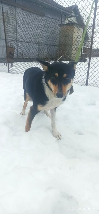 дівчинка безкоштовно