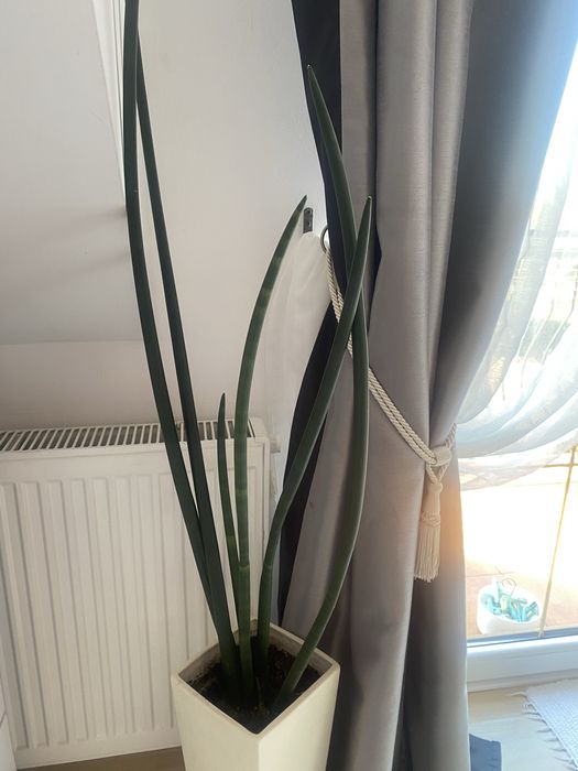 Sensowiera weżownica cylindryczna
