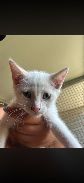Gatinhos machos para adocao