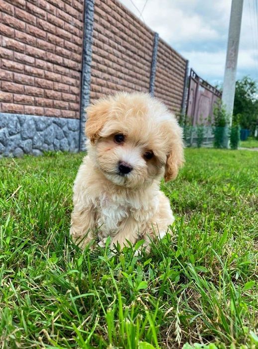 Мальтипу — маленький антистрес на кожен день