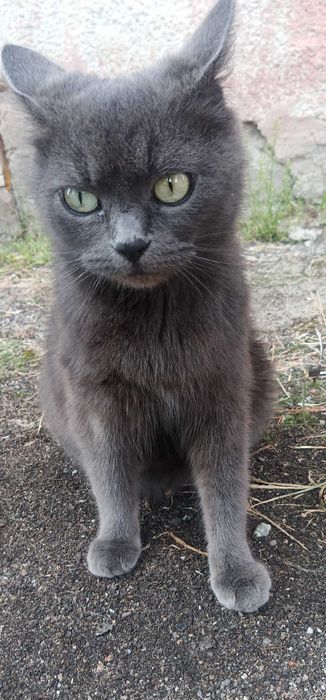 Кішечка в добрі руки