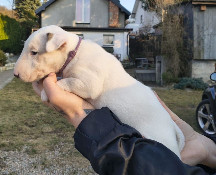 REZERWACJA Bulterier Bull terrier Suczka