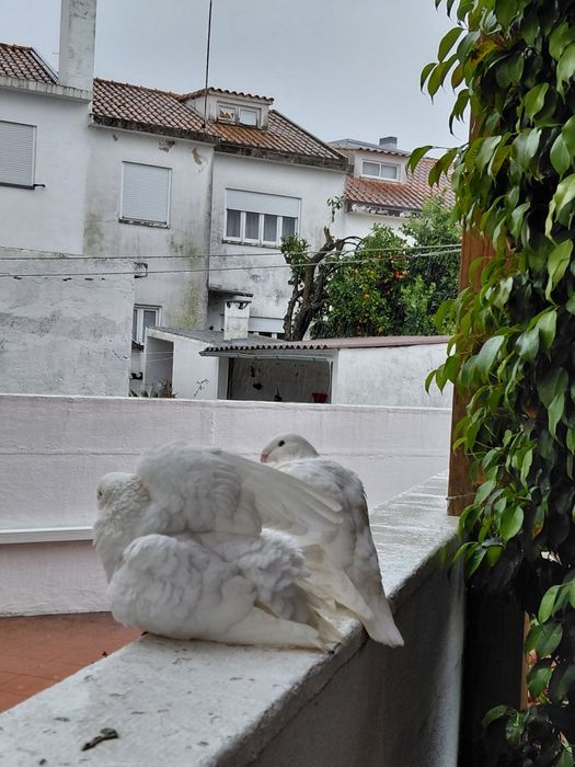 Excelente casal de pombos American Show Racer