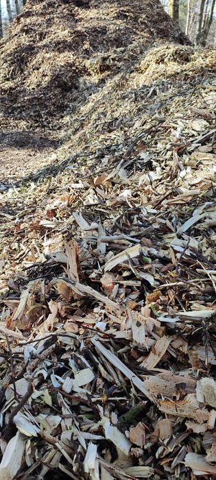 Zrębka liściasta, zrębka iglastą