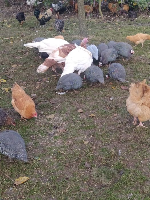 Продам цесарки крапчасті