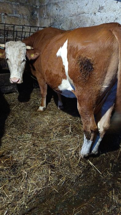 Sprzedam dwie krowy na ocieleniu