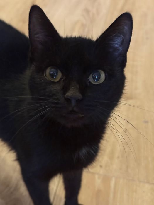 Dwie śliczne kotki szukają domów