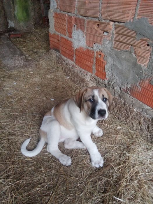 Cadela de raça cão de gado transmontano com 5 meses toda a documentaçã