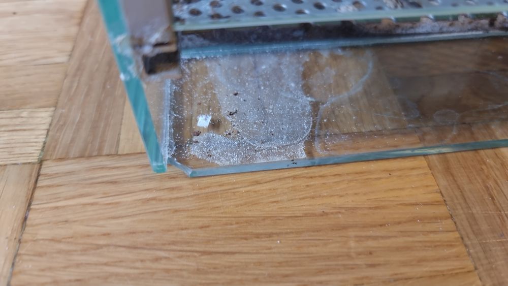 Terrarium używane tanio ptasznik pająk skorpion
