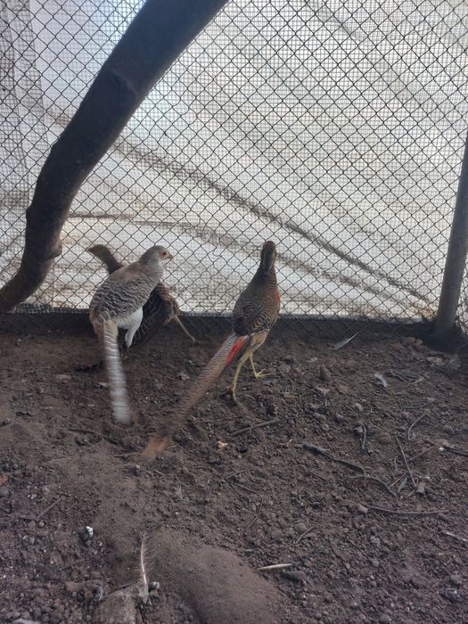 Bażanty złote kurki