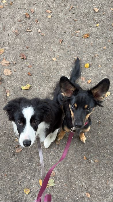 Border Collie do adopcji (ZAREZERWOWANA)