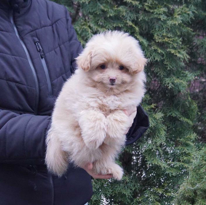 Светло-карамельный непоседа мини. Дизайн мальчик Той пудель+Пом