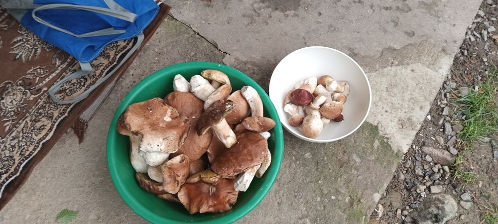 Гриби білі Закарпаття