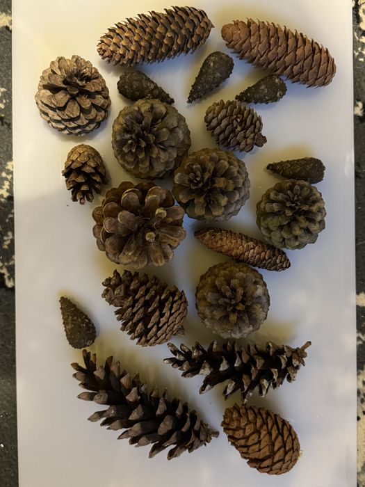 Mix 20 szyszek naturalnych