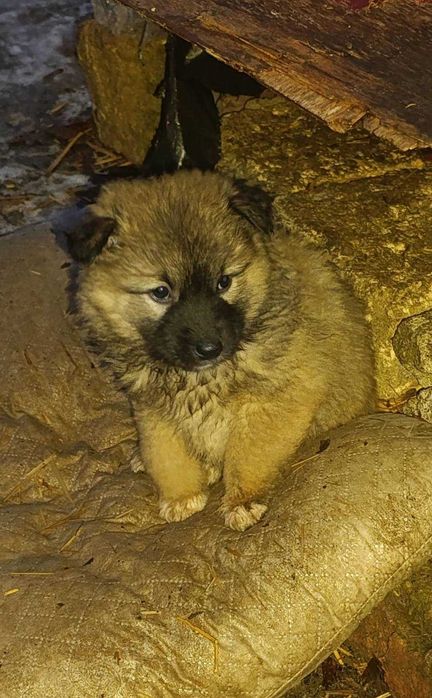 Малюки шукають дім