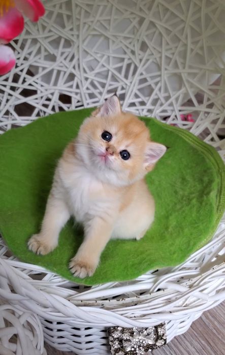 Ручные и ласковые котята, малыши золотая шиншилла