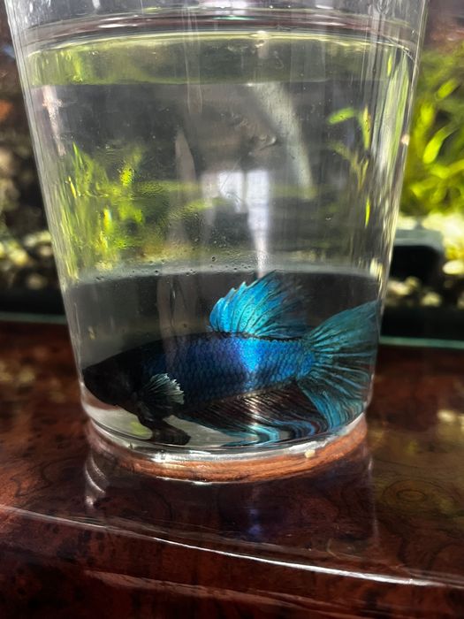 Рибки півники betta