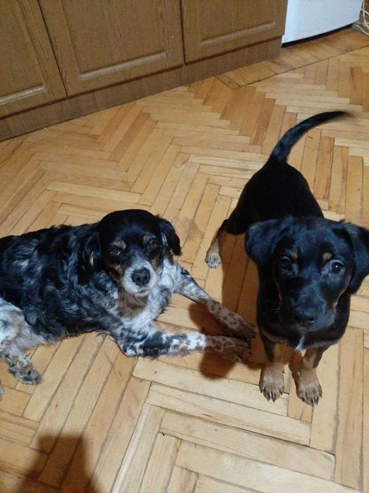 Пропали собаки в Миколаївській області